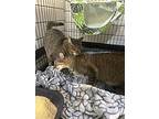 Annie, Domestic Shorthair For Adoption In Fort Collins, Colorado