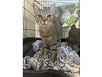 Leo, Domestic Shorthair For Adoption In Fort Collins, Colorado
