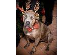 Hugo, American Pit Bull Terrier For Adoption In Amherst, Massachusetts