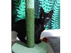 Twizzler, Domestic Shorthair For Adoption In Apex, North Carolina