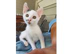 Costella, Domestic Shorthair For Adoption In Apex, North Carolina