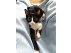 Junior Mint, Domestic Shorthair For Adoption In Apex, North Carolina