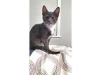 Abbott, Domestic Shorthair For Adoption In Apex, North Carolina