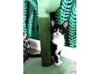 Raisinet, Domestic Shorthair For Adoption In Apex, North Carolina