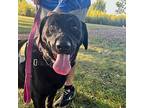 Sam, Labrador Retriever For Adoption In Des Moines, Iowa