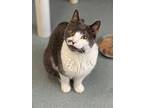 Chris (aka Tony), Domestic Shorthair For Adoption In Cumberland, Maine