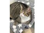 Aurora, Domestic Shorthair For Adoption In Cumberland, Maine