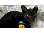 Eastwood, Domestic Shorthair For Adoption In St Augustine, Florida