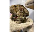 Fancy, American Bobtail For Adoption In Athens, Tennessee