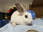 Harrison, Dwarf For Adoption In Westford, Massachusetts