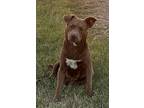 Mia, American Pit Bull Terrier For Adoption In Broken Arrow, Oklahoma