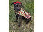 Blacken, Schnauzer (miniature) For Adoption In Fallbrook, California