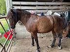 Tia, Arabian For Adoption In Dewey, Illinois