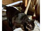 Betty, Domestic Shorthair For Adoption In Bellingham, Washington