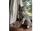 Hilde, Domestic Shorthair For Adoption In Bellingham, Washington