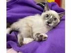 Suki, Siamese For Adoption In Parlier, California