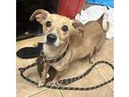 Wanda, Dachshund For Adoption In Oakland, New Jersey