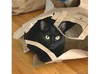 Lil Susie, Domestic Shorthair For Adoption In Sunnyvale, California