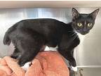 Ladybug, Manx For Adoption In Carrollton, Georgia