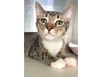 Lovebug, Domestic Shorthair For Adoption In Carrollton, Georgia