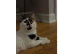 Big Bang Theory: Mrs Wolowitz, Calico For Adoption In Warren, Connecticut