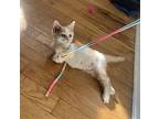 Big Bang Theory: Shelly (sheldon), Domestic Shorthair For Adoption In Warren
