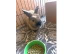 Cowboy, Cinnamon For Adoption In Longwood, Florida
