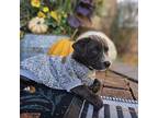 Tiggy 7.5 Pounds Puppy Fostered In New Jersey, Terrier (unknown Type