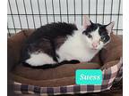Suess, Domestic Shorthair For Adoption In Richmond, Indiana