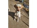 Rugby, Labrador Retriever For Adoption In Mandan, North Dakota