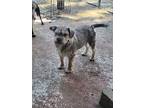 F Scruffy, Schnauzer (miniature) For Adoption In Kaufman, Texas