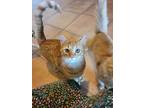 Calamity Jane Aka Vining Kitten #15, Domestic Shorthair For Adoption In Louisa