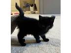Boo, Domestic Shorthair For Adoption In Horn Lake, Mississippi