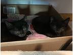 Murina, Domestic Shorthair For Adoption In Louisa, Virginia