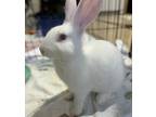 Lola, New Zealand For Adoption In Salmon Arm, British Columbia