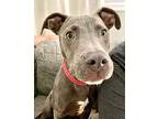 Gnocchi, American Pit Bull Terrier For Adoption In Germantown, Ohio