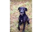 London, Labrador Retriever For Adoption In Weatherford, Texas