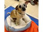 Mantis, Terrier (unknown Type, Medium) For Adoption In Candler, North Carolina