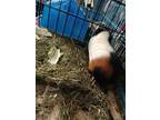 Boppity, Guinea Pig For Adoption In Salisbury, Massachusetts