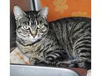 Chairo, Domestic Shorthair For Adoption In Edmonton, Alberta