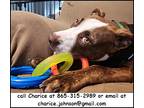 Ginger, American Pit Bull Terrier For Adoption In Oak Ridge, Tennessee