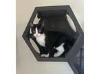 Lilo, Domestic Shorthair For Adoption In Lafayette, Louisiana