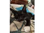 Baxter, Domestic Shorthair For Adoption In Lexington, Massachusetts
