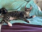 Jet, Domestic Shorthair For Adoption In Lexington, Massachusetts