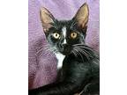 Indigo Girl, Domestic Shorthair For Adoption In Lexington, Massachusetts