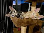 Sassy, Domestic Shorthair For Adoption In Lexington, Massachusetts