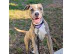 Nina, American Pit Bull Terrier For Adoption In Oakland, California