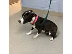 2/1/24, American Pit Bull Terrier For Adoption In Wichita Falls, Texas