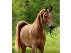 Incredible champion 3 year old gelding