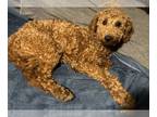 Goldendoodle (Miniature) PUPPY FOR SALE ADN-839642 - Super cute Boy needs home